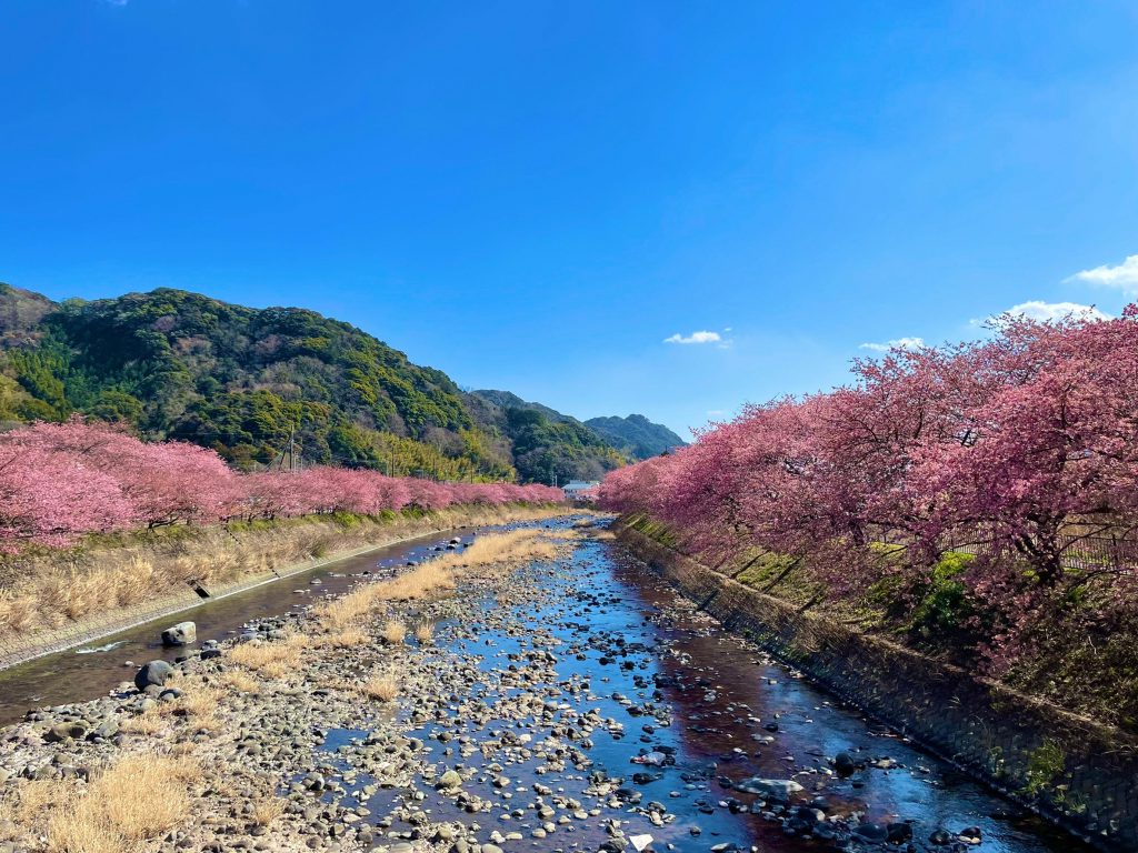 伊豆の河津桜を見に。